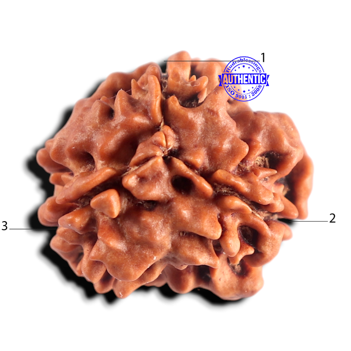 3 Mukhi Rudraksha from Nepal - Bead No. 441