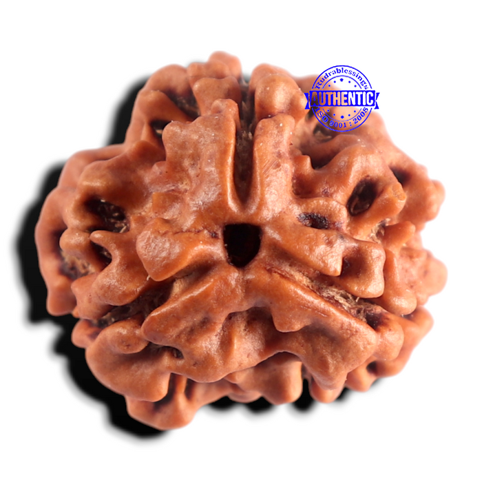 3 Mukhi Rudraksha from Nepal - Bead No. 441