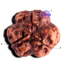 Load image into Gallery viewer, 3 Mukhi Rudraksha from Nepal - Bead No. 442
