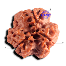 Load image into Gallery viewer, 3 Mukhi Rudraksha from Nepal - Bead No. 443
