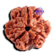 Load image into Gallery viewer, 3 Mukhi Rudraksha from Nepal - Bead No. 443
