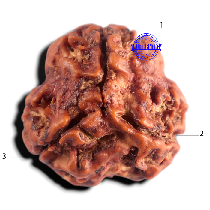 3 Mukhi Rudraksha from Nepal - Bead No. 444