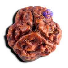 Load image into Gallery viewer, 3 Mukhi Rudraksha from Nepal - Bead No. 444
