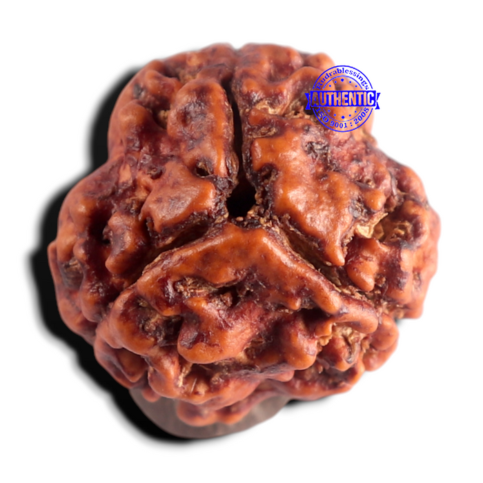 3 Mukhi Rudraksha from Nepal - Bead No. 444