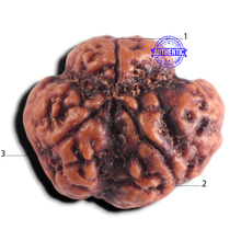 Load image into Gallery viewer, 3 Mukhi Rudraksha from Nepal - Bead No. 445
