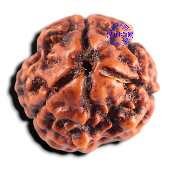 3 Mukhi Rudraksha from Nepal - Bead No. 446