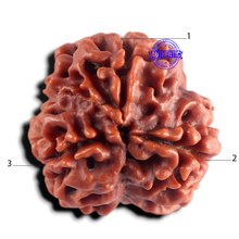 Load image into Gallery viewer, 3 Mukhi Rudraksha from Nepal - Bead No. 447
