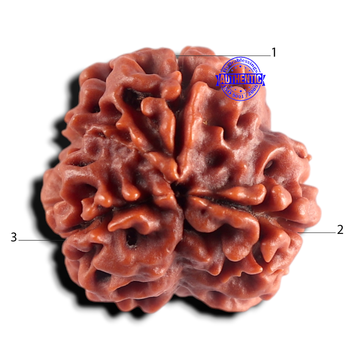 3 Mukhi Rudraksha from Nepal - Bead No. 447