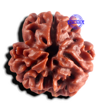 Load image into Gallery viewer, 3 Mukhi Rudraksha from Nepal - Bead No. 447
