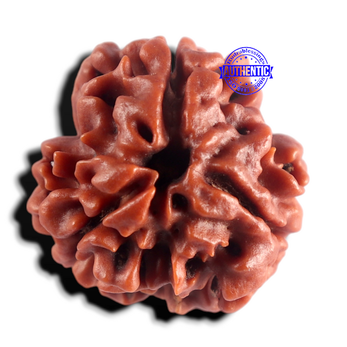 3 Mukhi Rudraksha from Nepal - Bead No. 447