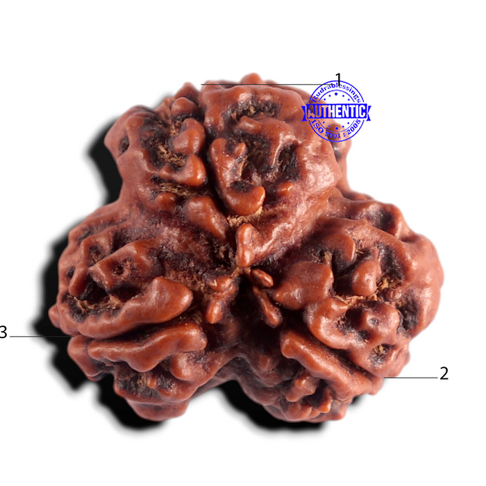 3 Mukhi Rudraksha from Nepal - Bead No. 448