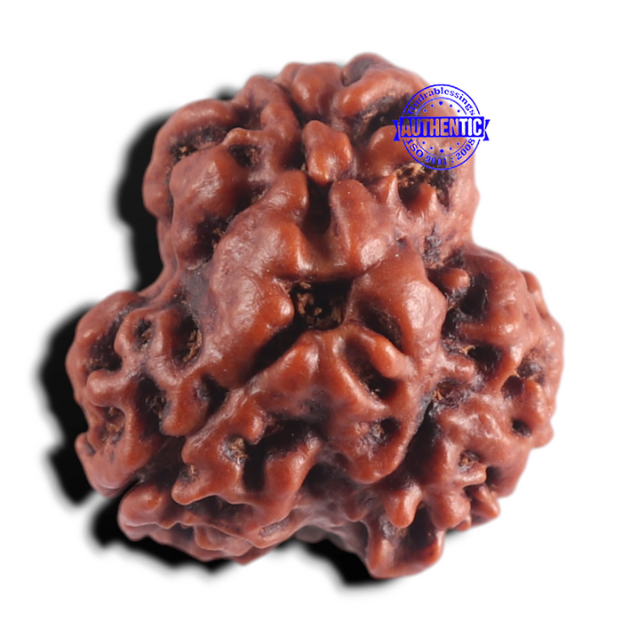 3 Mukhi Rudraksha from Nepal - Bead No. 448