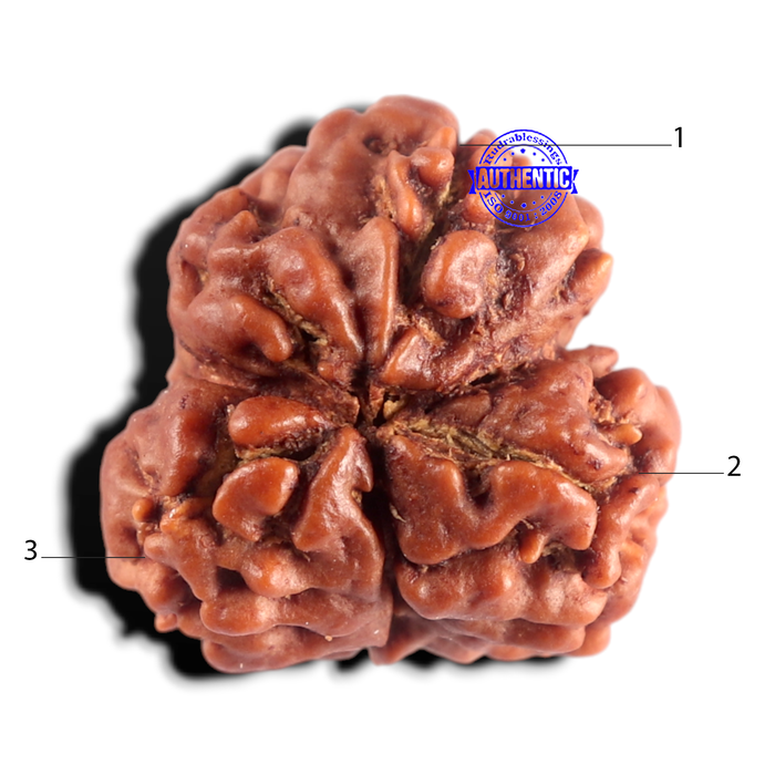 3 Mukhi Rudraksha from Nepal - Bead No. 449
