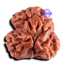 Load image into Gallery viewer, 3 Mukhi Rudraksha from Nepal - Bead No. 449
