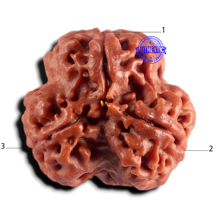 3 Mukhi Rudraksha from Nepal - Bead No. 450