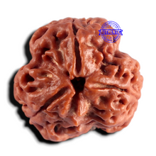 Load image into Gallery viewer, 3 Mukhi Rudraksha from Nepal - Bead No. 450
