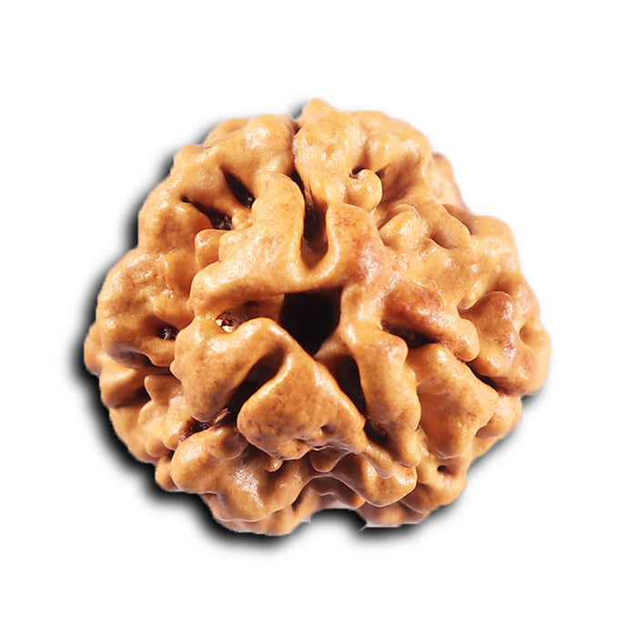 3 Mukhi Rudraksha from Nepal - Bead No. 417