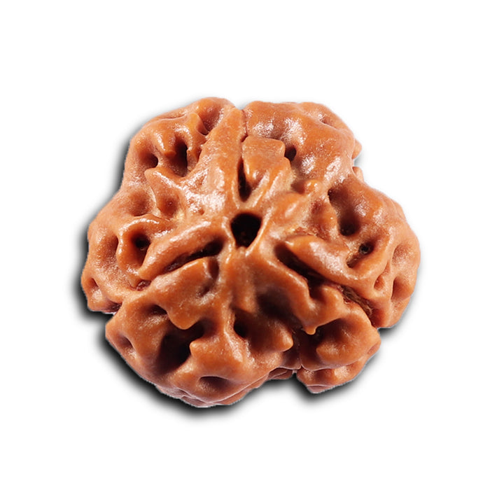 3 Mukhi Rudraksha from Nepal - Bead No. 419