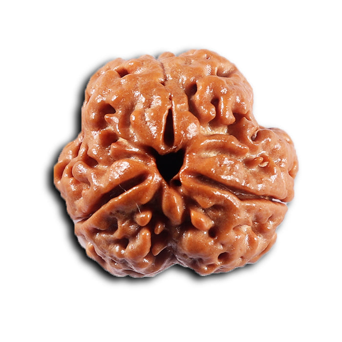 3 Mukhi Rudraksha from Nepal - Bead No. 420