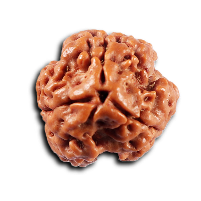 3 Mukhi Rudraksha from Nepal - Bead No. 421