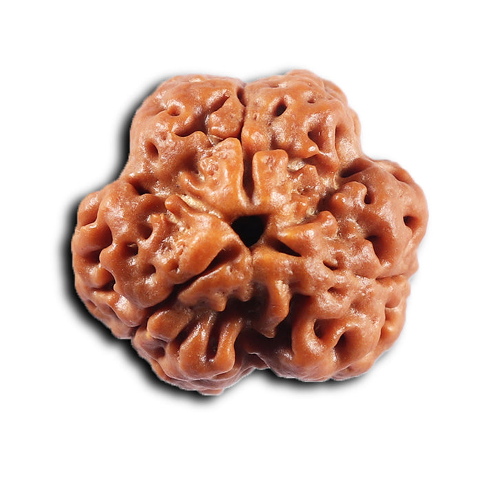 3 Mukhi Rudraksha from Nepal - Bead No. 423