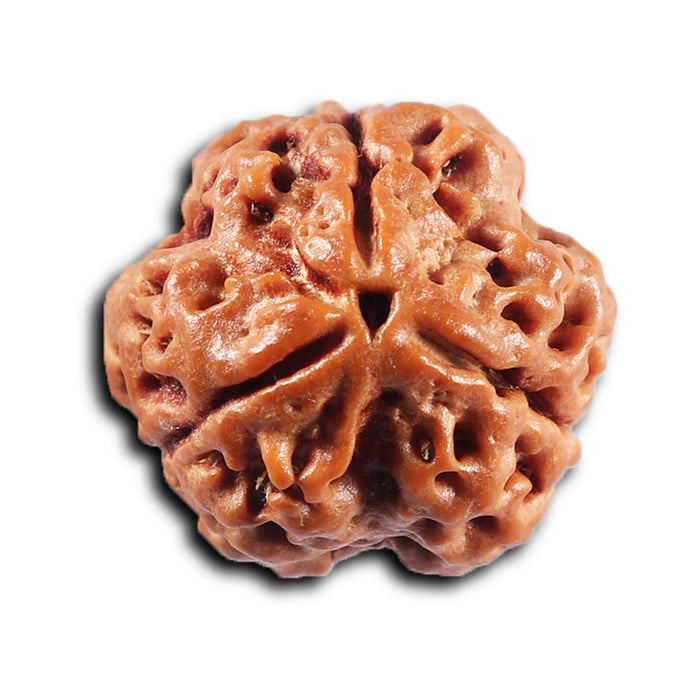 3 Mukhi Rudraksha from Nepal - Bead No. 425
