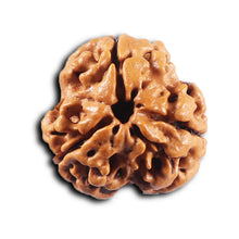Load image into Gallery viewer, 3 Mukhi Rudraksha from Nepal - Bead No. 427
