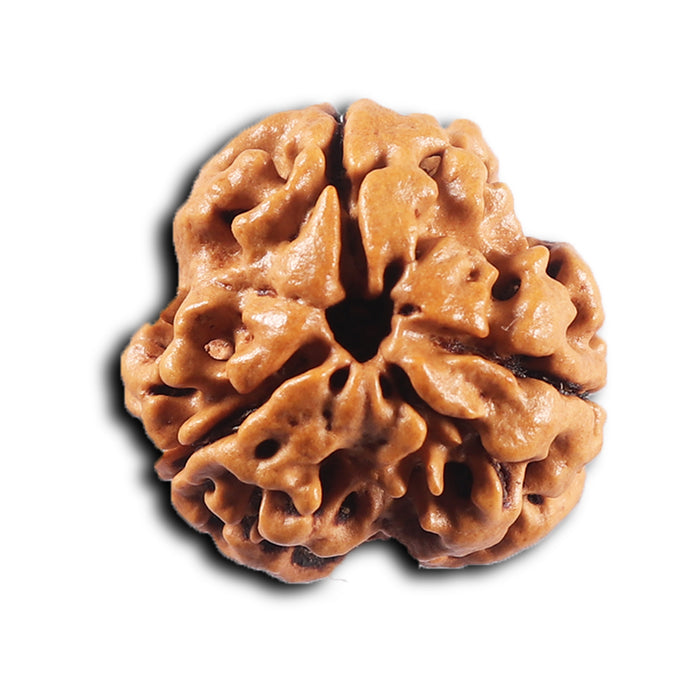 3 Mukhi Rudraksha from Nepal - Bead No. 427