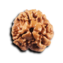 Load image into Gallery viewer, 3 Mukhi Rudraksha from Nepal - Bead No. 428

