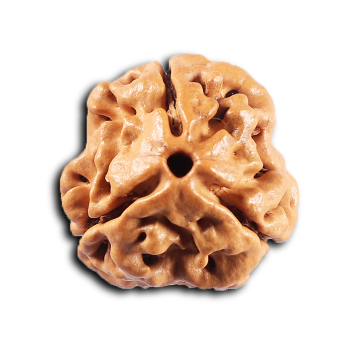 3 Mukhi Rudraksha from Nepal - Bead No. 429