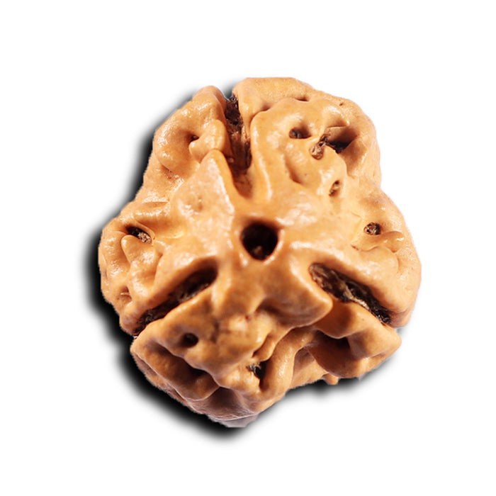 3 Mukhi Rudraksha from Nepal - Bead No. 430