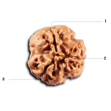 Load image into Gallery viewer, 3 mukhi rudraksha from nepal-bead-no.431
