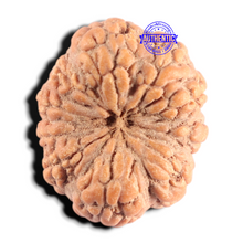 Load image into Gallery viewer, 10 Mukhi Rudraksha from Indonesia - Bead No. 3
