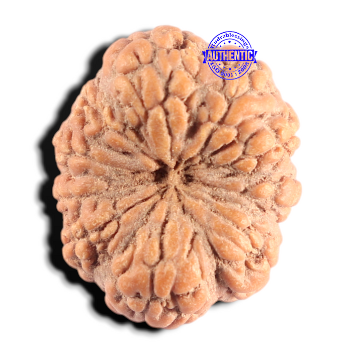 10 Mukhi Rudraksha from Indonesia - Bead No. 3