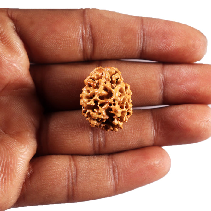 3 Mukhi Rudraksha from Nepal - Bead No. 417