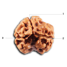 Load image into Gallery viewer, 3 Mukhi Rudraksha from Nepal - Bead No. 418
