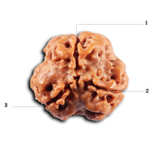 Load image into Gallery viewer, 3 Mukhi Rudraksha from Nepal - Bead No. 419
