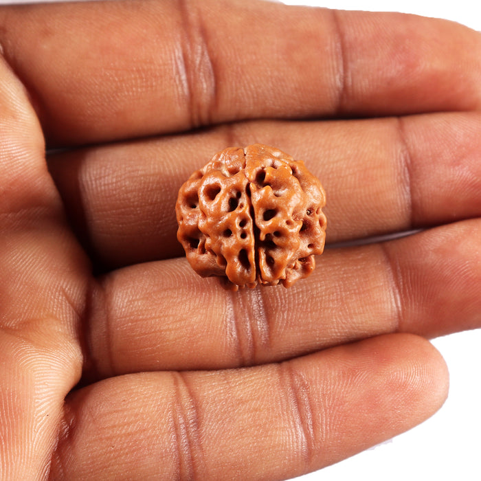 3 Mukhi Rudraksha from Nepal - Bead No. 419