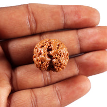 Load image into Gallery viewer, 3 Mukhi Rudraksha from Nepal - Bead No. 420
