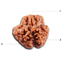 Load image into Gallery viewer, 3 Mukhi Rudraksha from Nepal - Bead No. 421
