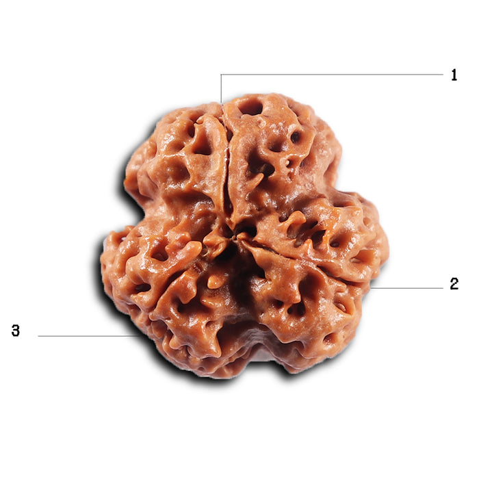 3 Mukhi Rudraksha from Nepal - Bead No. 422
