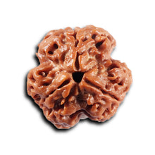 Load image into Gallery viewer, 3 Mukhi Rudraksha from Nepal - Bead No. 422
