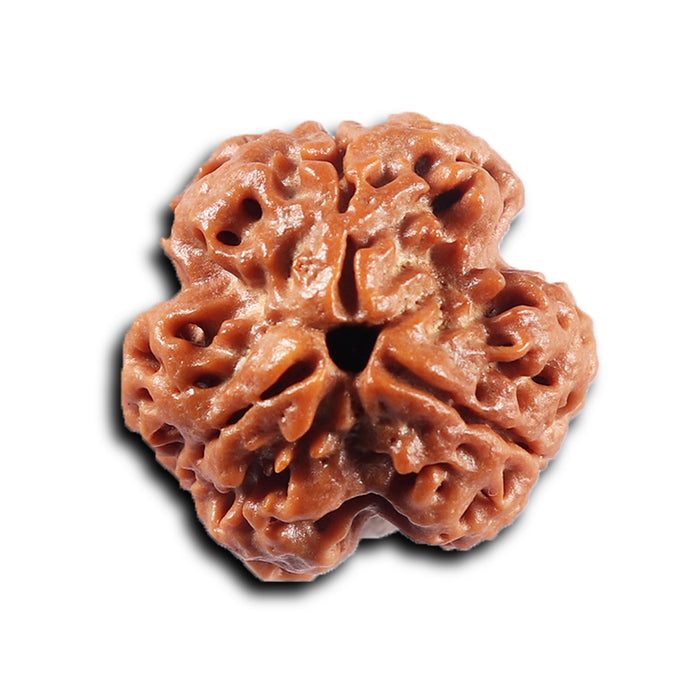 3 Mukhi Rudraksha from Nepal - Bead No. 422