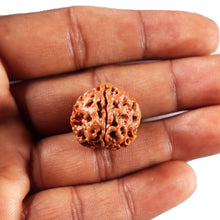 Load image into Gallery viewer, 3 Mukhi Rudraksha from Nepal - Bead No. 422
