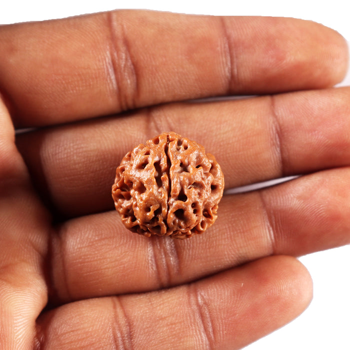 3 Mukhi Rudraksha from Nepal - Bead No. 422