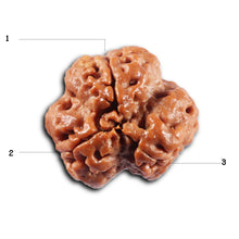 Load image into Gallery viewer, 3 Mukhi Rudraksha from Nepal - Bead No. 423
