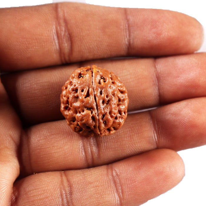 3 Mukhi Rudraksha from Nepal - Bead No. 424