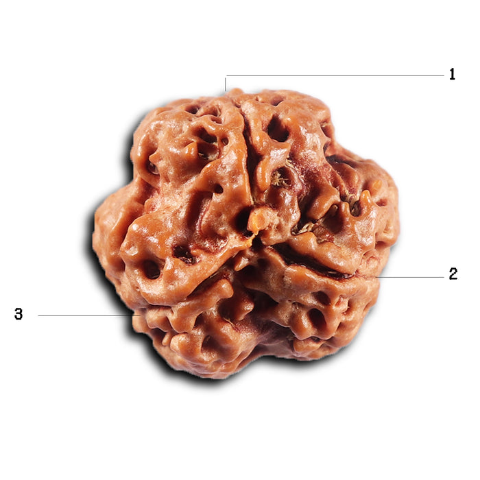 3 Mukhi Rudraksha from Nepal - Bead No. 425