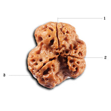 Load image into Gallery viewer, 3 Mukhi Rudraksha from Nepal - Bead No. 426

