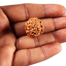 Load image into Gallery viewer, 3 Mukhi Rudraksha from Nepal - Bead No. 426
